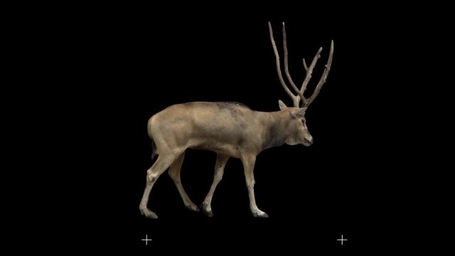 David's deer slowly walking seamlessly looped on black screen, real shot, isolated on alpha channel premultiplied with black and white matte, perfect for digital composition, cinema, 3d mapping.