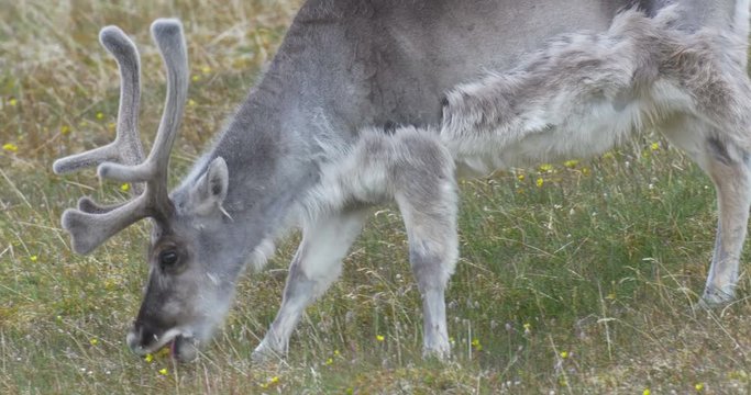 Reindeer Feeding  Beautiful shot of Reindeer Feeding Spitsbergen