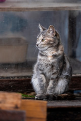 Chaton tigré