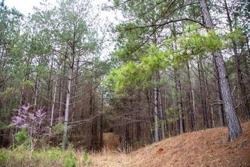 Pinhoti Trail landscape