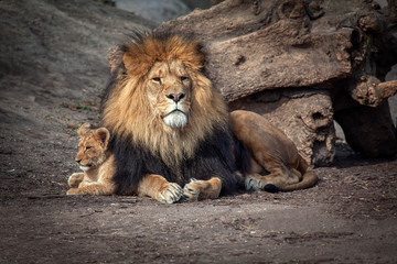 Trotse leeuw en babywelp staan samen