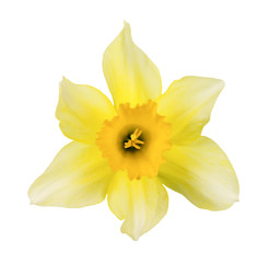 Isolated picture of a beautiful yellow daffodil.