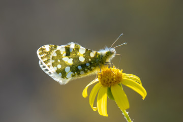 Pieridae / Dağ Oyklösü / / Euchloe ausonia