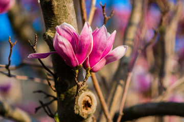 Magnolia. Large pink flowers on a magnolia tree. Spring in the park. Evening park. Blooming tree....