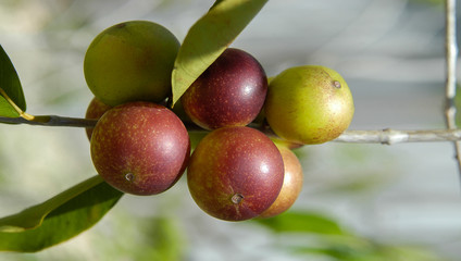Camu camu 