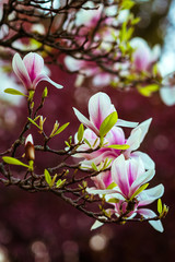 Magnolia. Large pink flowers on a magnolia tree. Spring in the park. Evening park. Blooming tree....