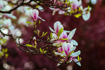 Magnolia. Large pink flowers on a magnolia tree. Spring in the park. Evening park. Blooming tree. Flowers and buds. Large magnolia tree