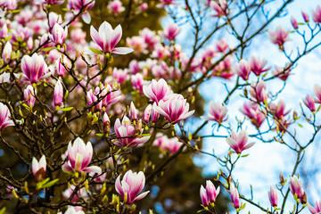 Magnolia. Large pink flowers on a magnolia tree. Spring in the park. Evening park. Blooming tree. Flowers and buds. Large magnolia tree