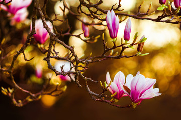 Magnolia. Large pink flowers on a magnolia tree. Spring in the park. Evening park. Blooming tree. Flowers and buds. A large magnolia tree in the rays of the setting sun.