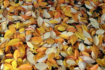 autumn leaves