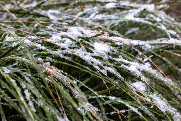 Grass during winter
