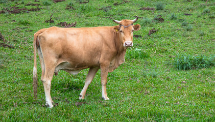 Vaca no pasto