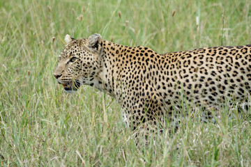 Portrait Leopard in serengeti in Tanzania