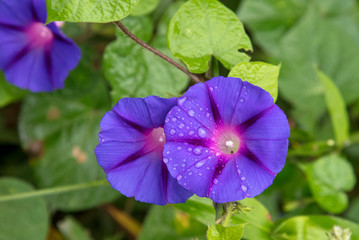 Flor roxa com gotas de água