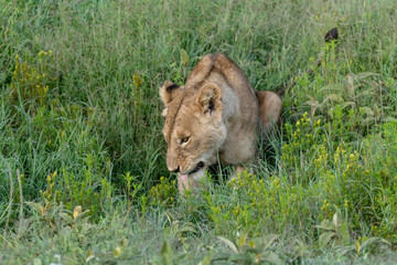 Portrait Lion in Ngorongoro