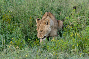 Portrait Lion in Ngorongoro