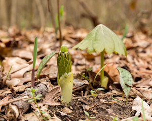 plant sprouting in forest floor in spring