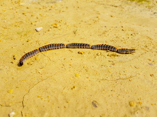 Four Pine processionary caterpillars moving in line on the ground. Thaumetopoea pityocampa