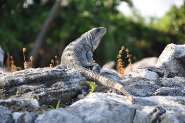 Wild Iguanas near the el Rey Mayan ruins in Cancun Mexico