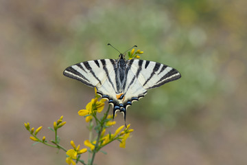 Papilionidae / Erik Kırlangıçkuyruğu / / Iphiclides podalirius
