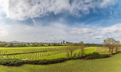 Fototapeta na wymiar A panoramic of a large green river valley with vineyards, pasture, trees and bushes. Farm buildings can be seen in the distance. A big blue sky with dramatic clouds are above the valley.