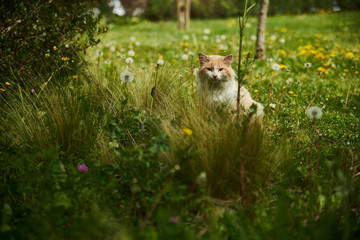 Dans les pensées d'un chat roux et blanc