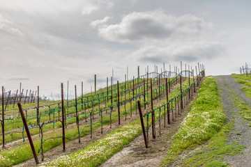 Fototapeta na wymiar Newly budding zinfandel vines are going at an angle up a hillside. Green grass is growing between the rows. Pure dirt is below the vines. Service road on right. A cloudy sky is above the hillside.