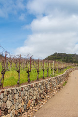 Fototapeta premium A vineyard is growing above and next to a stone wall. The wall is next to a road that leads up to a grove of trees. Big white clouds in a blue sky are above the vineyard and trees.