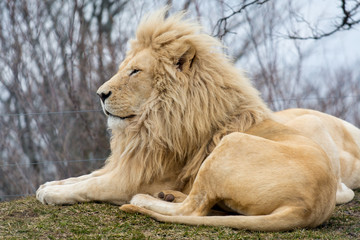 Obraz premium King of the Jungle