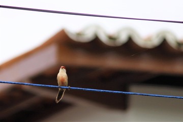 Little bird