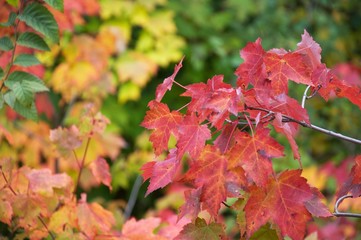 Colorful autumn leaves