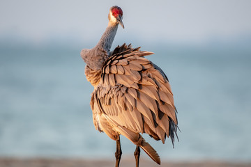 Sandhill crane on a beach in Florida © Karyn