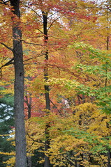 Colorful autumn landscape