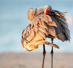 Sandhill crane on a beach in Florida © Karyn