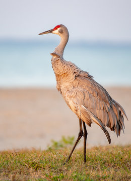 Sandhill Crane On A Beach In Florida