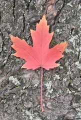 Autumn maple leaf on background