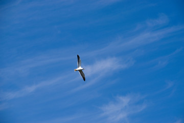 seagull in the sky
