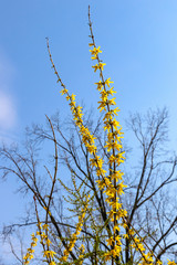 Close-up branch of yellow forsythia shrub