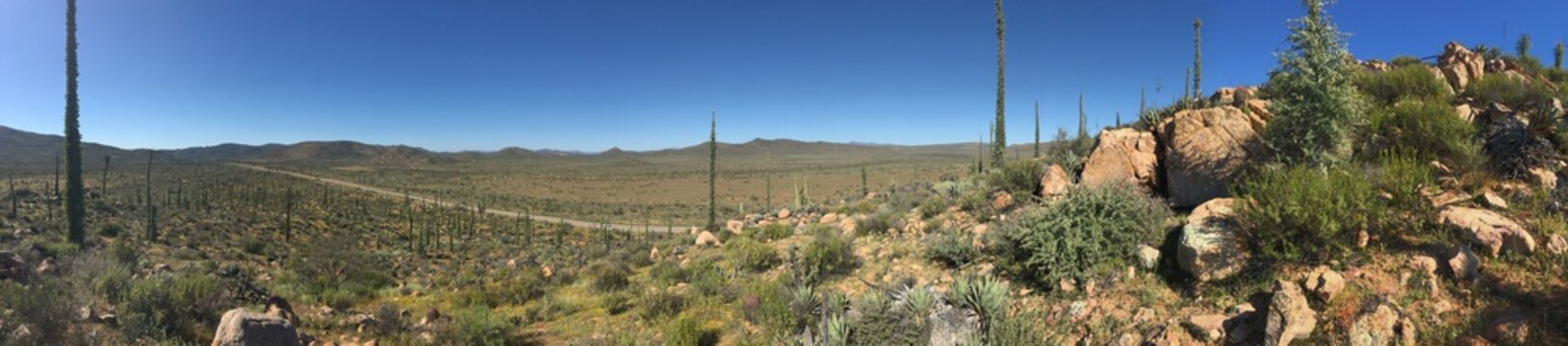 Valle de Los Cirios