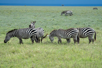 Fototapeta na wymiar Portrait Zebra in Africa