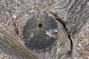 cut tree in park