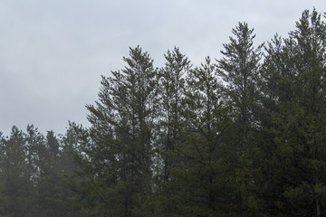 trees and foggy sky