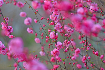 Peach blossom in the garden