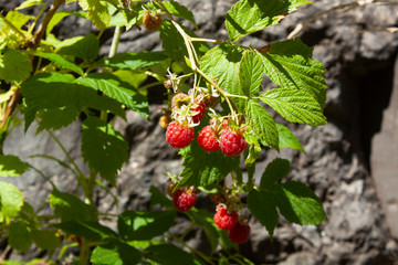 mountain raspberry