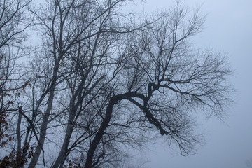 spooky tree in fog