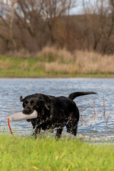 Black Labrador retriever exiting a pond wit a retrieving dummy.