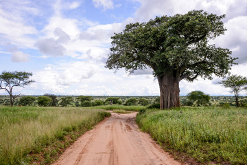Baoba in Tarangire