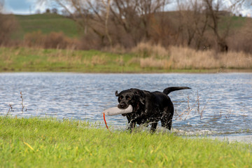 Black Labrador retriever exiting a pond wit a retrieving dummy.