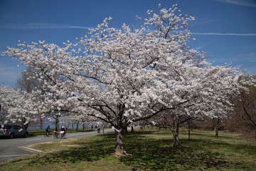 Naklejka premium cherry tree with flowers