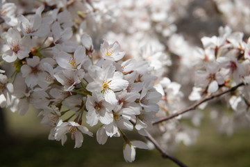 Obraz premium cherry flowers